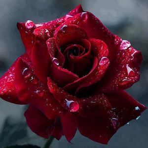 Meet your Posher, Teresa